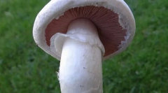 Шампіньйон